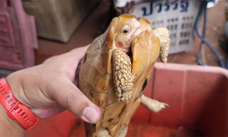 news golden turtle